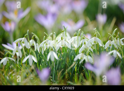 Frühling Krokusse (Crocus Albiflorus) und Schneeglöckchen (Galanthus Nivalis), Stuttgart, Baden-Württemberg, PublicGround Stockfoto