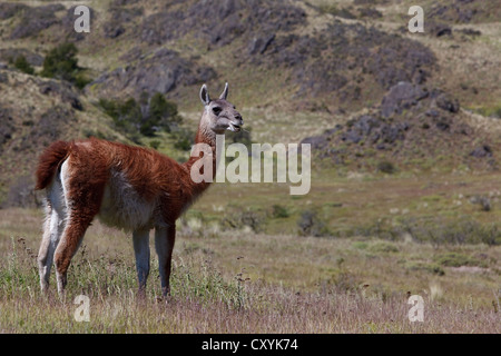 Einen wilden Guanako (Lama Guanicoe) steht auf einer Wiese, Cochrane, Region de Aysén, Patagonien, Chile, Südamerika, Amerika Stockfoto