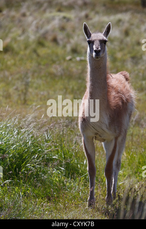 Einen wilden Guanako (Lama Guanicoe) steht auf einer Wiese, Cochrane, Region de Aysén, Patagonien, Chile, Südamerika, Amerika Stockfoto