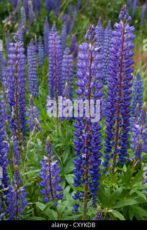 Lila Lupinen (Lupinus SP.), Region de Aysen, Patagonien, Chile, Südamerika, Amerika Stockfoto