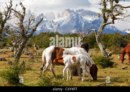 Eine Stute und Fohlen auf der grünen Wiese vor die Granitberge Cuernos del Paine Nationalpark Torres del Paine, Stockfoto