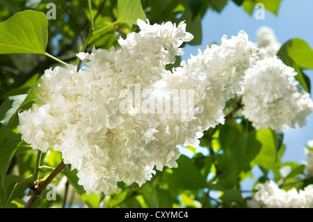 Blühende weiße Flieder (Syringa sp.) Stockfoto