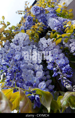 Blauregen (Wisteria Sinensis) Stockfoto