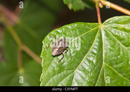 Rotbeinige Shieldbug (Pentatoma Art) Stockfoto