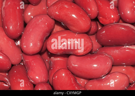 Rote Kidney-Bohnen (Phaseolus Vulgaris) Stockfoto