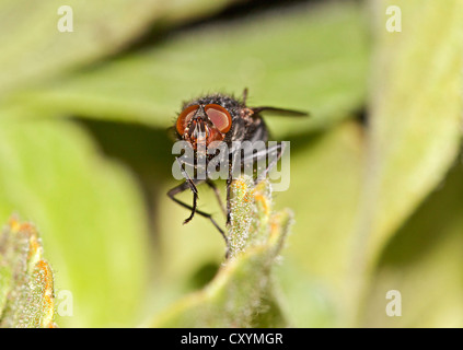 Schlag-Fly, Aas Fliege (Calliphoridae) Stockfoto