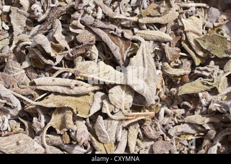 Salvia-Tee, getrocknete Blätter Salbei (Salvia), Kräutertee, medizinischer Tee Stockfoto