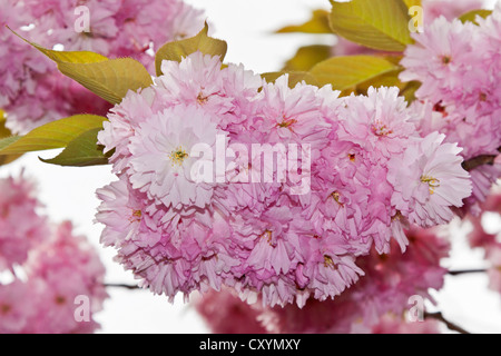 Japanische Kirsche oder orientalische Kirsche (Prunus Serrulata), Blüte Stockfoto