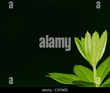 Waldmeister (Galium Odoratum) Stockfoto