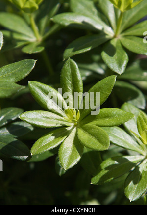 Waldmeister (Galium Odoratum) Stockfoto