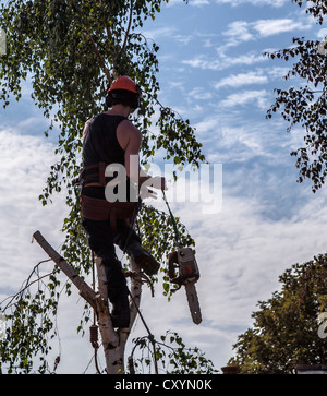 Baumpfleger trimmen Birken Stockfoto