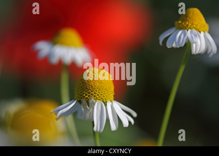 Kamillenblüten (Matricaria Chamomilla und Matricaria Recutita) Stockfoto