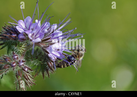 Honigbiene (Apis SP.), klammerte sich auf die lila Blume, Phacelia, Scorpionweed oder Heliotrop (Phacelia sp.) Stockfoto