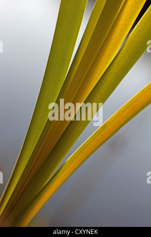 Schilf (Phragmites SP.), Contre Jour, Hintergrundbeleuchtung, Baden-Württemberg Stockfoto