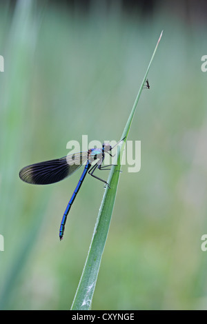 Schöne Prachtlibelle (Calopteryx Virgo), männliche und Stechmücken (Culicidae) auf Schilf, Ummendorfer Ried, Oberschwaben Stockfoto