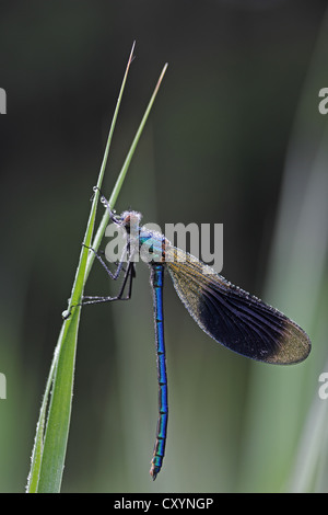 Schöne Prachtlibelle (Calopteryx Virgo), Männlich, Morgentau auf Schilf, Ummendorfer Ried, Oberschwaben, Baden-Württemberg Stockfoto