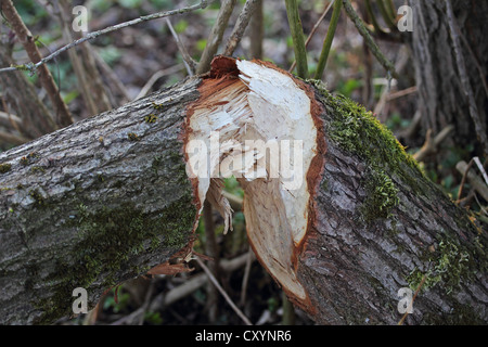 Fällten Sie Baum beschädigt durch ein Biber, Landkreis Biberach, Oberschwaben, Baden-Württemberg Stockfoto