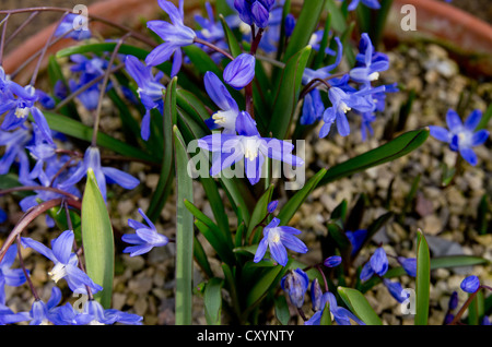 Chionodoxa Sardensis (weniger Ruhm des Schnees) Stockfoto