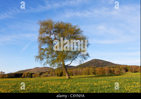 Einsamer Baum in der Landschaft des Parc Naturel Regional des Vulkane Auvergne, Auvergne Vulkane regionaler Naturpark, Cantal Stockfoto