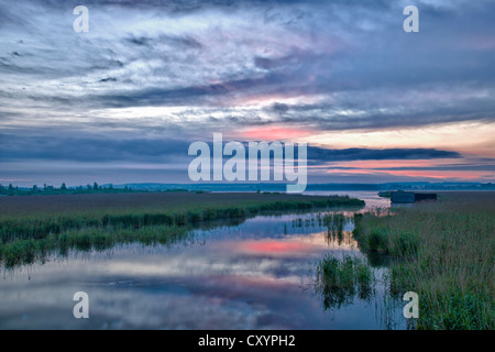 See Federsee mit einem Moor in der Morgen Licht, See Federsee Bezirk, in der Nähe von Bad Buchau, Baden-Württemberg Stockfoto