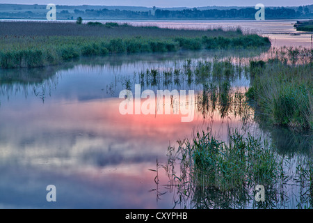 See Federsee mit einem Moor in der Morgen Licht, See Federsee Bezirk, in der Nähe von Bad Buchau, Baden-Württemberg Stockfoto