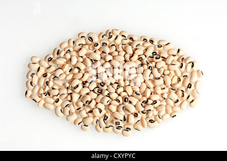 Kuh Erbsen oder Black-Eyed Peas (Vigna Unguiculata) Stockfoto