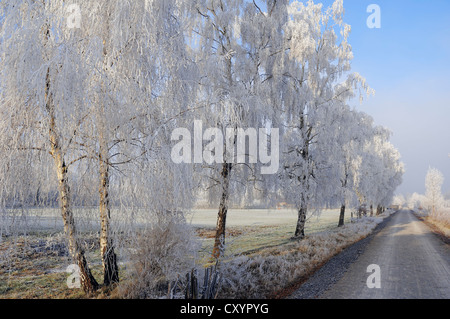 Silber-Birken (Betula Pendel, Betula Alba, Betula verzweigt), und den Pfad im Winter, North Rhine-Westphalia Stockfoto