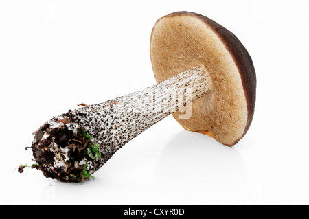 Braun Birch Bolete (Leccinum Scabrum, Boletus Scaber), North Rhine-Westphalia Stockfoto