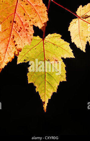 Ahorn (Acer SP.), Blätter im Herbst, North Rhine-Westphalia Stockfoto