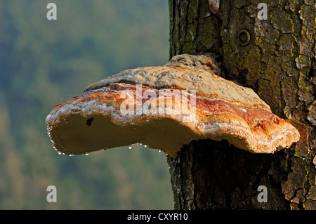 Rot gebändert Polypore, braun krümelig verrotten, roten Gürtel Pilz, Red-belted Fungus (Fomitopsis Pinicola), North Rhine-Westphalia Stockfoto