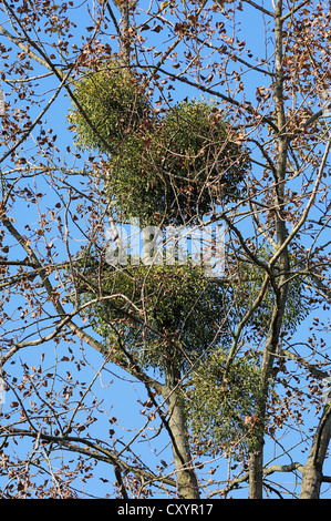 Mistel (Viscum Album), North Rhine-Westphalia Stockfoto