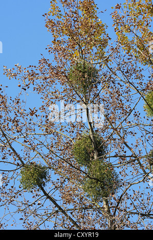 Mistel (Viscum Album), North Rhine-Westphalia Stockfoto