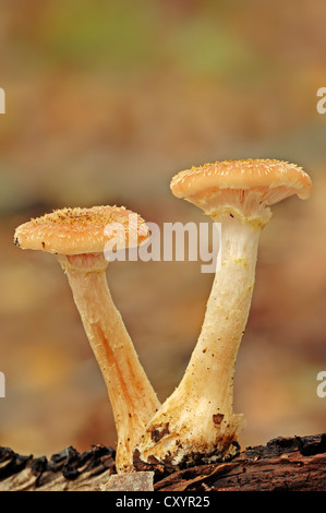 Honig-Pilze (Armillaria Solidipes, Armillaria Ostoyae), North Rhine-Westphalia Stockfoto