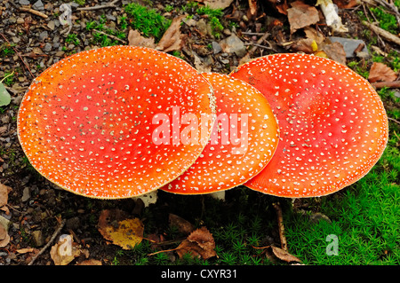 Fliegenpilz, Fly Amanita (Amanita Muscaria), Giftpilz, North Rhine-Westphalia Stockfoto