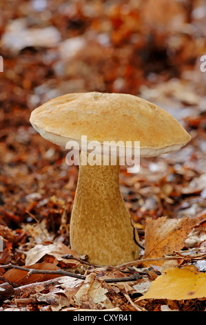 Bitteres Bolete (Tylopilus Felleus, Boletus Felleus), Gelderland, Niederlande, Europa Stockfoto