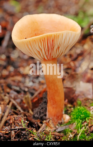 Birken-Milkcap (Lactarius Tabidus, Lactarius Thejogalus, Lactarius Theiogalus), Nationalpark Hoge Veluwe, Niederlande Stockfoto