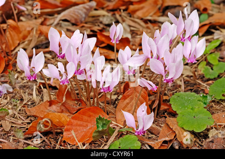 Efeu-leaved Alpenveilchen (Cyclamen Hederifolium, Cyclamen Neapolitanum, Cyclamen Linearifolium), North Rhine-Westphalia Stockfoto