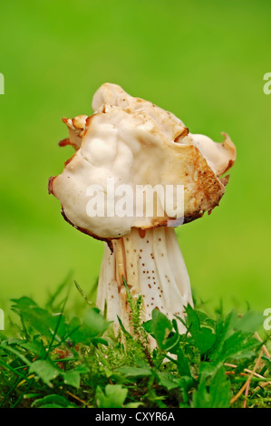 Weißer Sattel, elfin Saddle (Helvella Crispa, Helvella Pithyophila), North Rhine-Westphalia Stockfoto