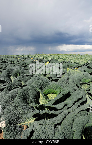 Bereich der Wirsing (Brassica Oleracea var. Sabauda) und Weißkohl (Brassica Oleracea Convar. Capitata F. Alba) Stockfoto