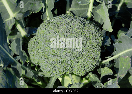 Brokkoli (Brassica Oleracea var. Italica), North Rhine-Westphalia Stockfoto