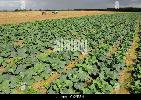 Savoy Cabbage Feld (Brassica Oleracea Var Sabauda), North Rhine-Westphalia Stockfoto