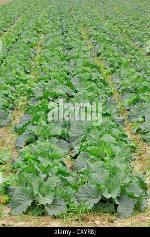 Savoy Cabbage Feld (Brassica Oleracea Var Sabauda), North Rhine-Westphalia Stockfoto