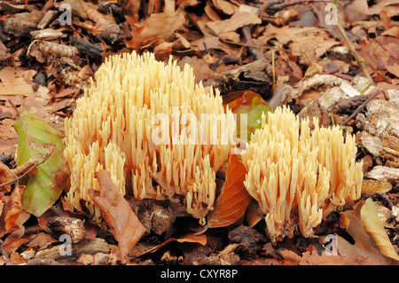 Coral-Pilze (Ramaria Stricta), North Rhine-Westphalia Stockfoto