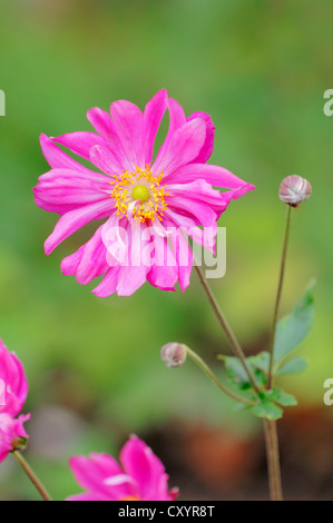 Japanische Anemone (Anemone Japonica-Hybriden), "Prinz Heinrich", Blüte Stockfoto