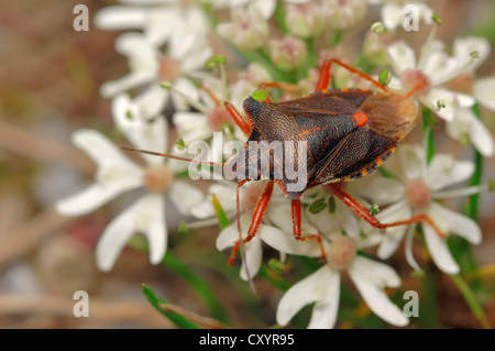 Wald-Fehler (Pentatoma Art), North Rhine-Westphalia Stockfoto