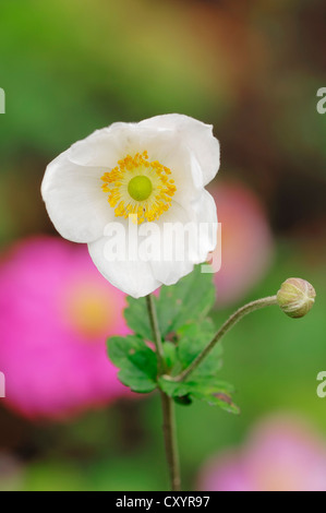 Japanische Anemone (Anemone Japonica-Hybriden), 'Honorine Jobert', Blüte Stockfoto