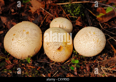 Gemeinsamen Earthball, Schweinsleder vergiften Puffball (Sklerodermie Citrinum), North Rhine-Westphalia Stockfoto