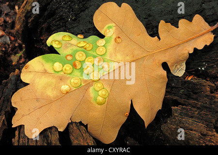 Gemeinsamen Zinkblume Gall Wasp (Neuroterus Quercusbaccarum), Harzgallen auf einem Eichenblatt, North Rhine-Westphalia Stockfoto