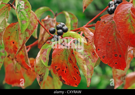 Gemeinsamen Hartriegel (Cornus sanguineaund), Zweig mit Beeren im Herbst, North Rhine-Westphalia Stockfoto