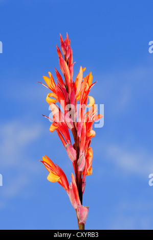 CANNA, Saka Siri, indischen Schuss, Bandera, Chancle, Coyol oder Platanillo (Canna Indica), in Blüte, Zierpflanze Stockfoto